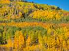 USA-Colorado-Kebler Pass Bright color of autumn Aspens on Kebler Pass Art Print